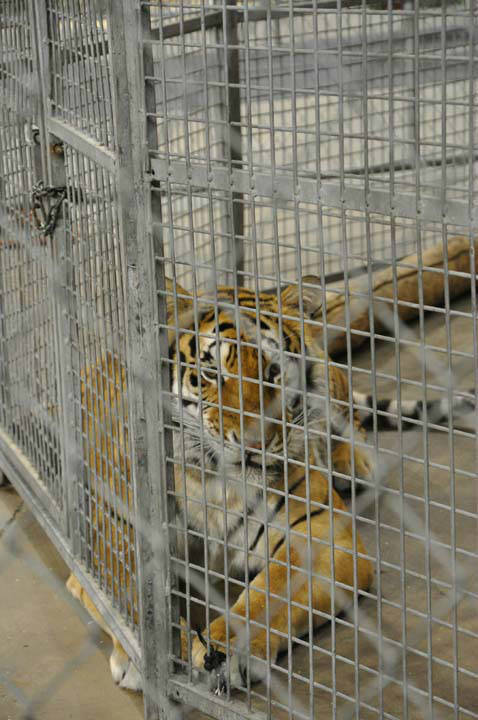 Images from the Ringling Bros. and Barnum and...